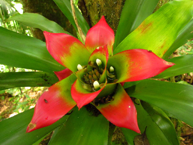 Exposição celebra 81 anos do Herbário Barbosa Rodrigues